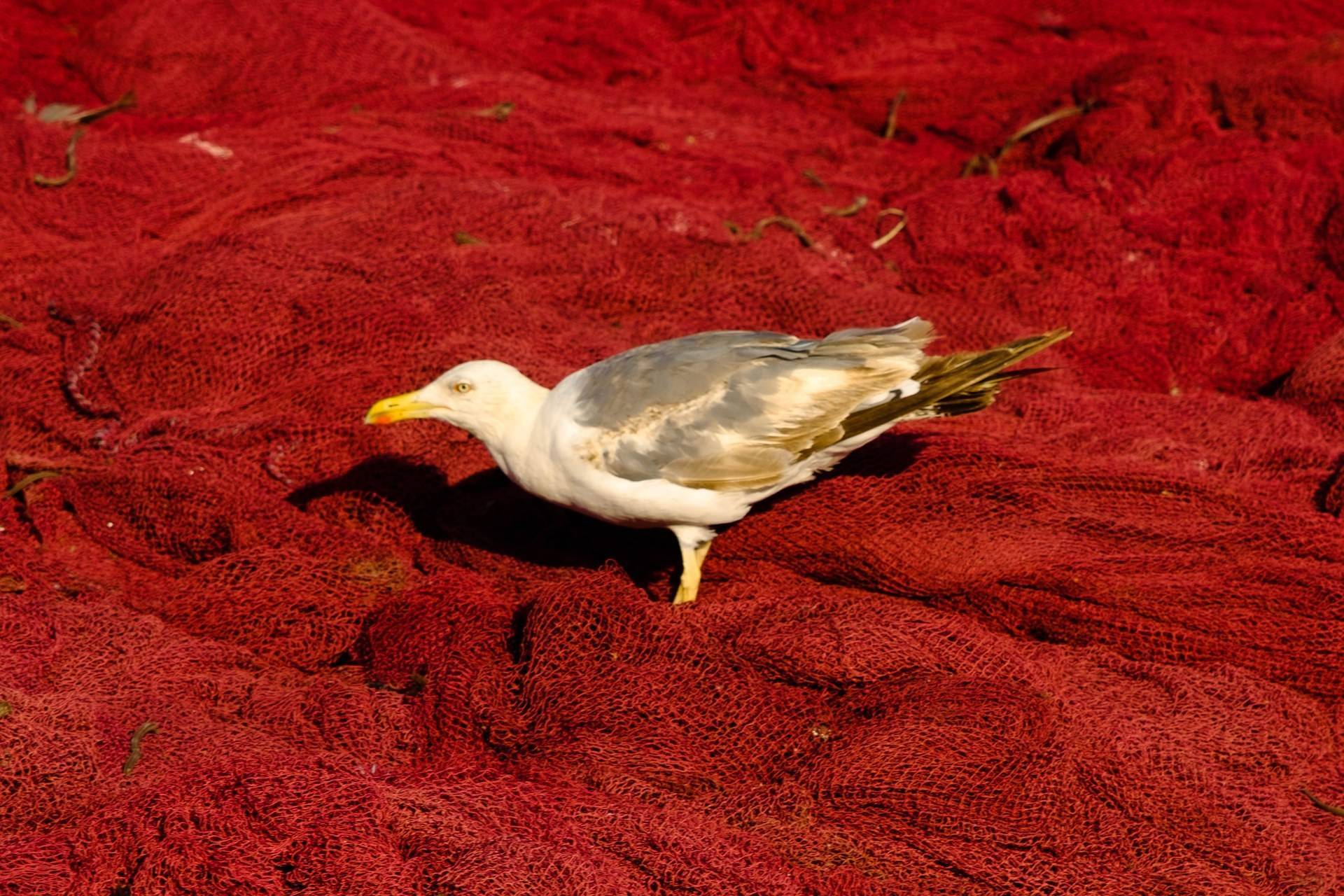 Maroc - Sélection 14